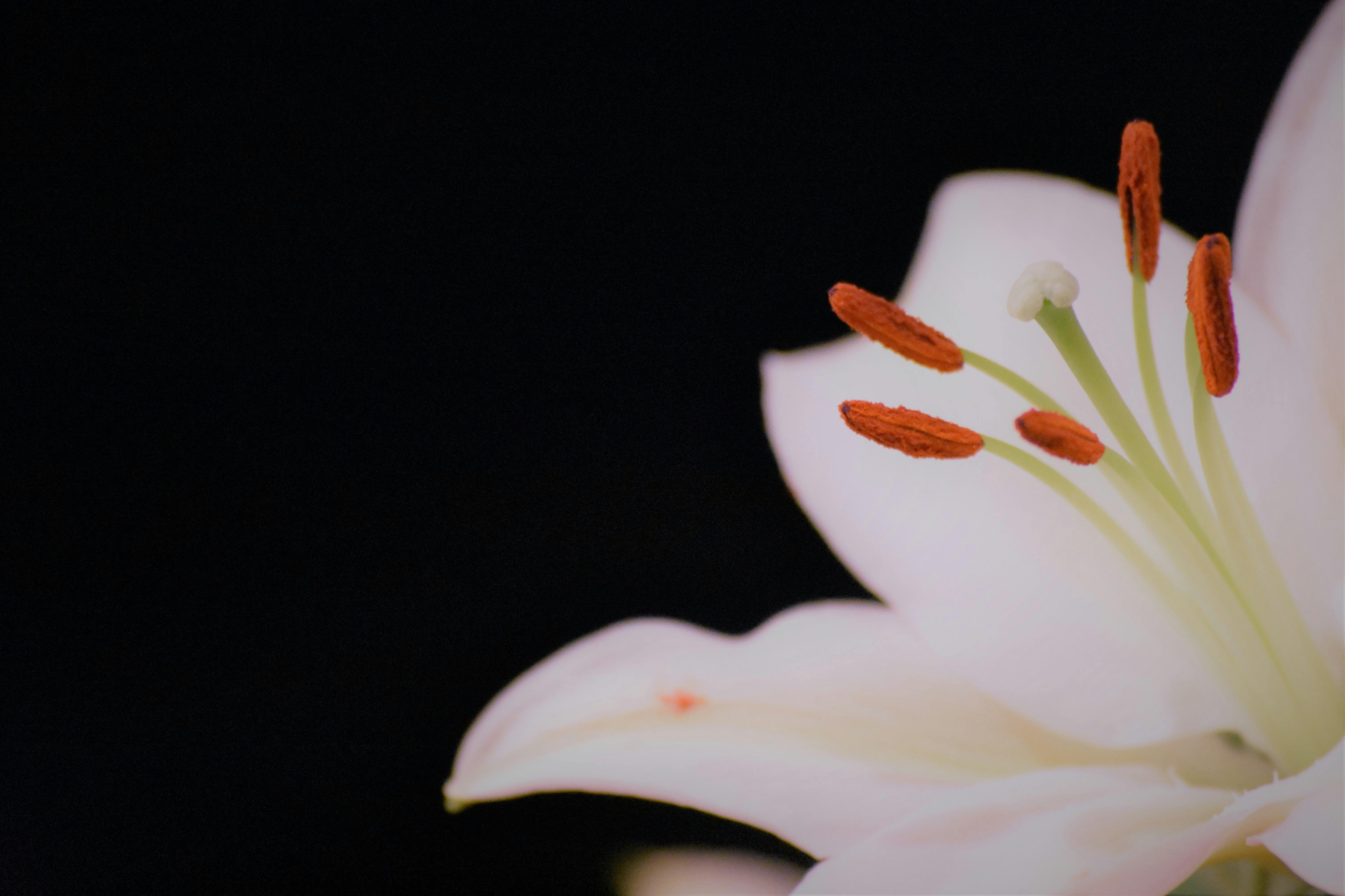 Image of Lily flower, free to use