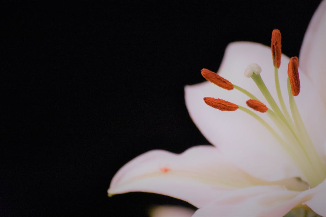 Flor De Lirio Blanco · Foto de stock gratuita