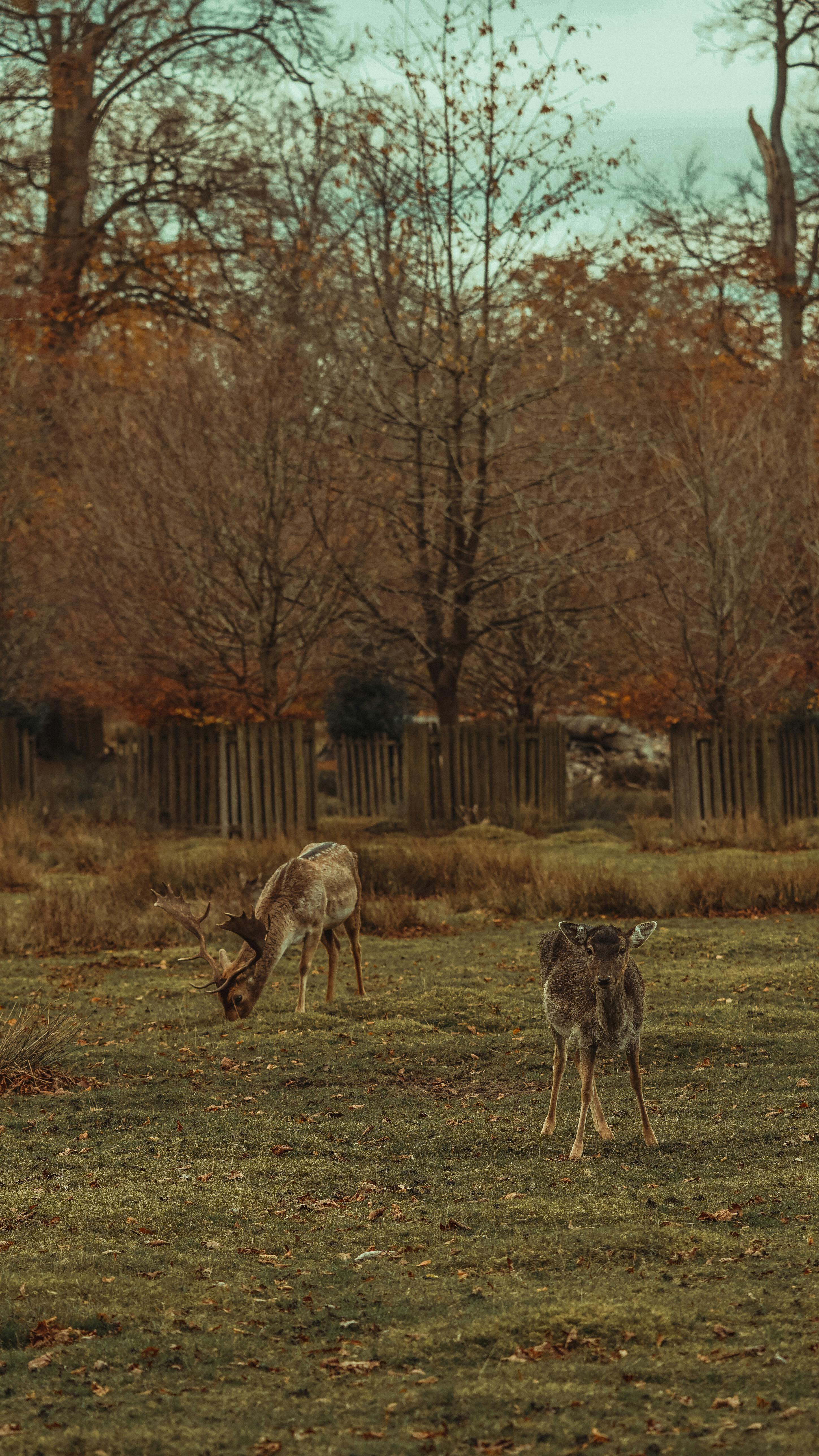 grátis Foto profissional grátis de adobe lightroom, alimentação, amigo do ambiente Foto profissional