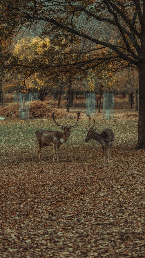 Brown Deers Standing Under the Tree on Green Grass Field