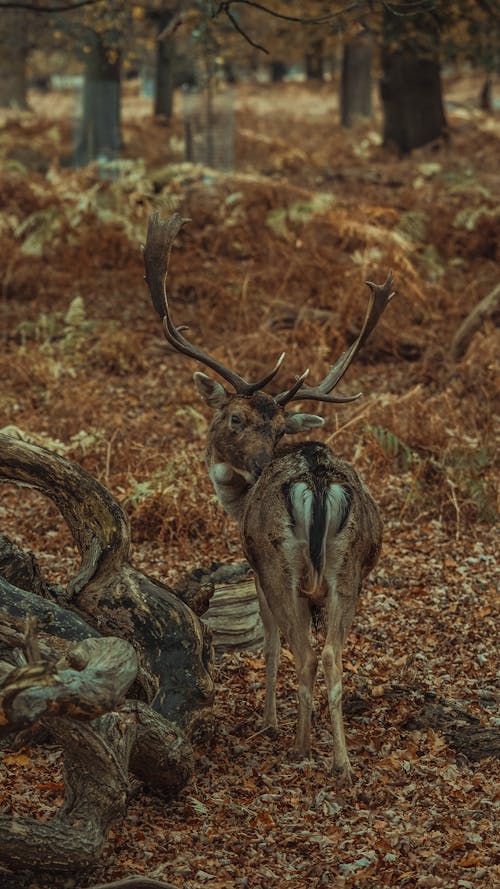 Bezpłatne Darmowe zdjęcie z galerii z dzika przyroda, dziki, fotografia zwierzęcia Zdjęcie z galerii