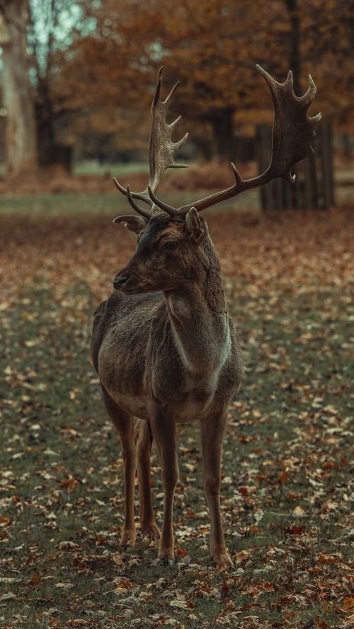Free A fallow deer stands amid autumn leaves in Dunham Massey, England, surrounded by a serene forest setting. Stock Photo