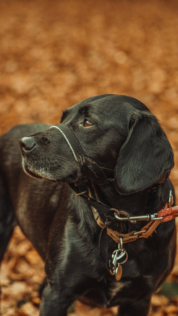 

A Labrador Wearing A Dog Halter