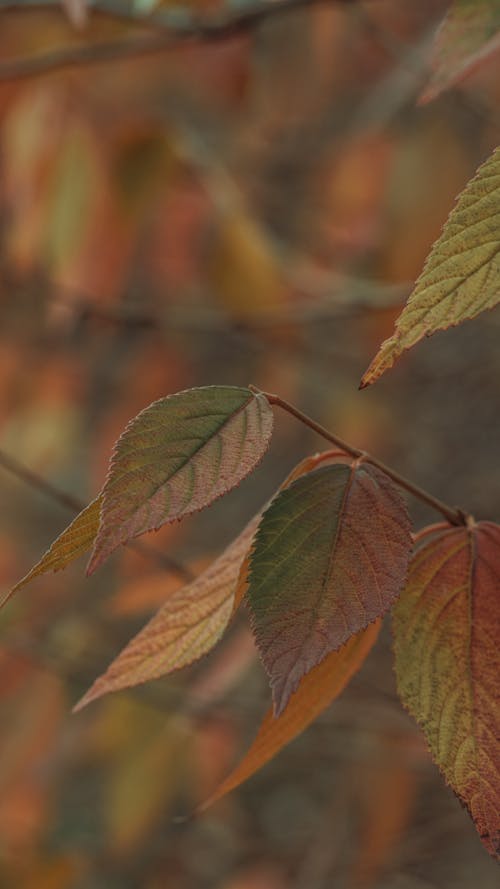 Foto stok gratis dedaunan musim gugur, jatuh, latar belakang kabur