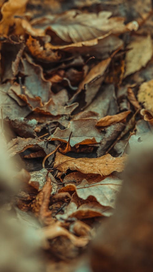 Fotos de stock gratuitas de caído, hojas, marrón