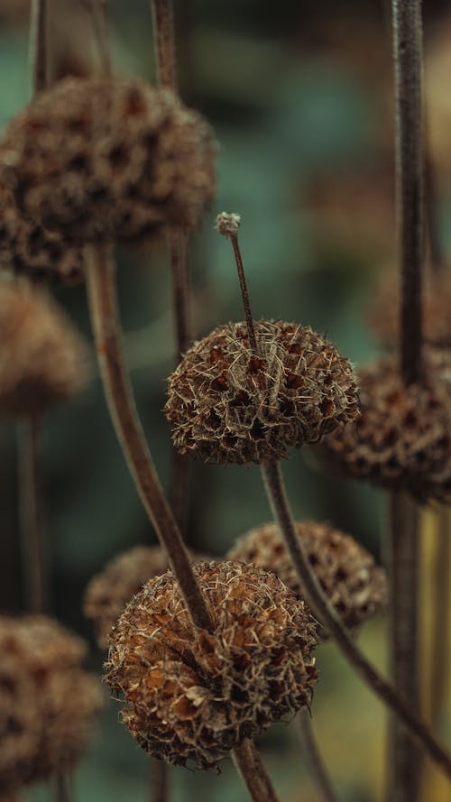 Základová fotografie zdarma na téma detail, květiny, rostlina