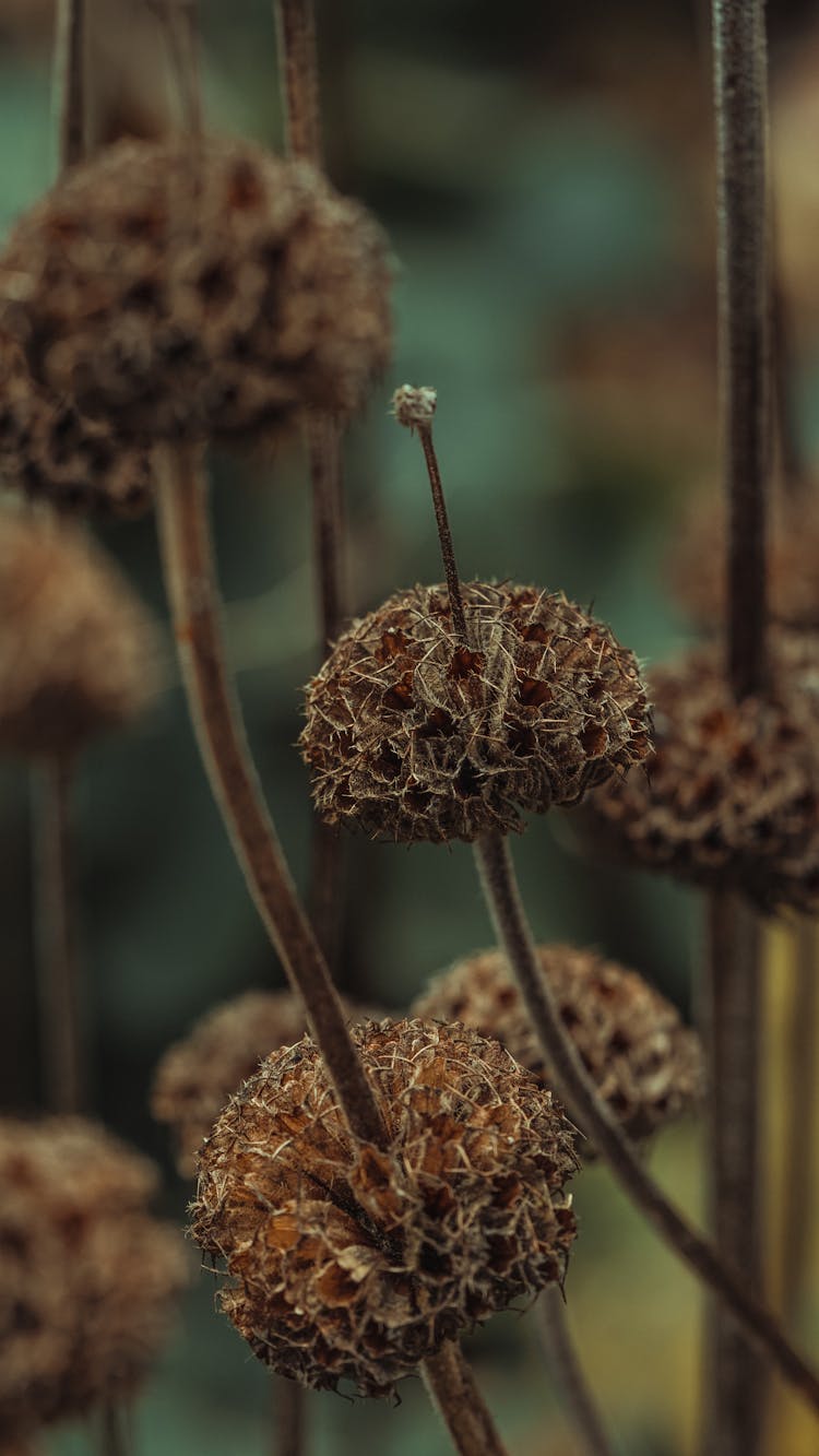 Withered Plant In Close-Up Photography