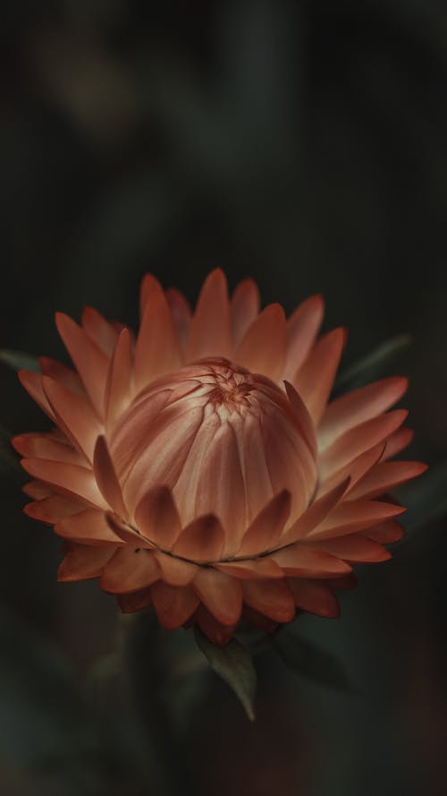 Бесплатное стоковое фото с вертикальный выстрел, вечный цветок, красивый
