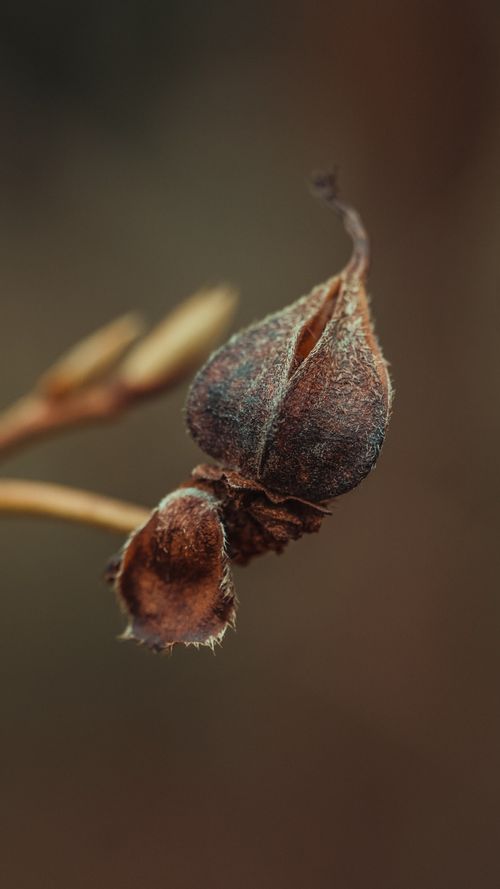 Free Detailed macro shot of a withered flower bud highlighting natural decay. Stock Photo