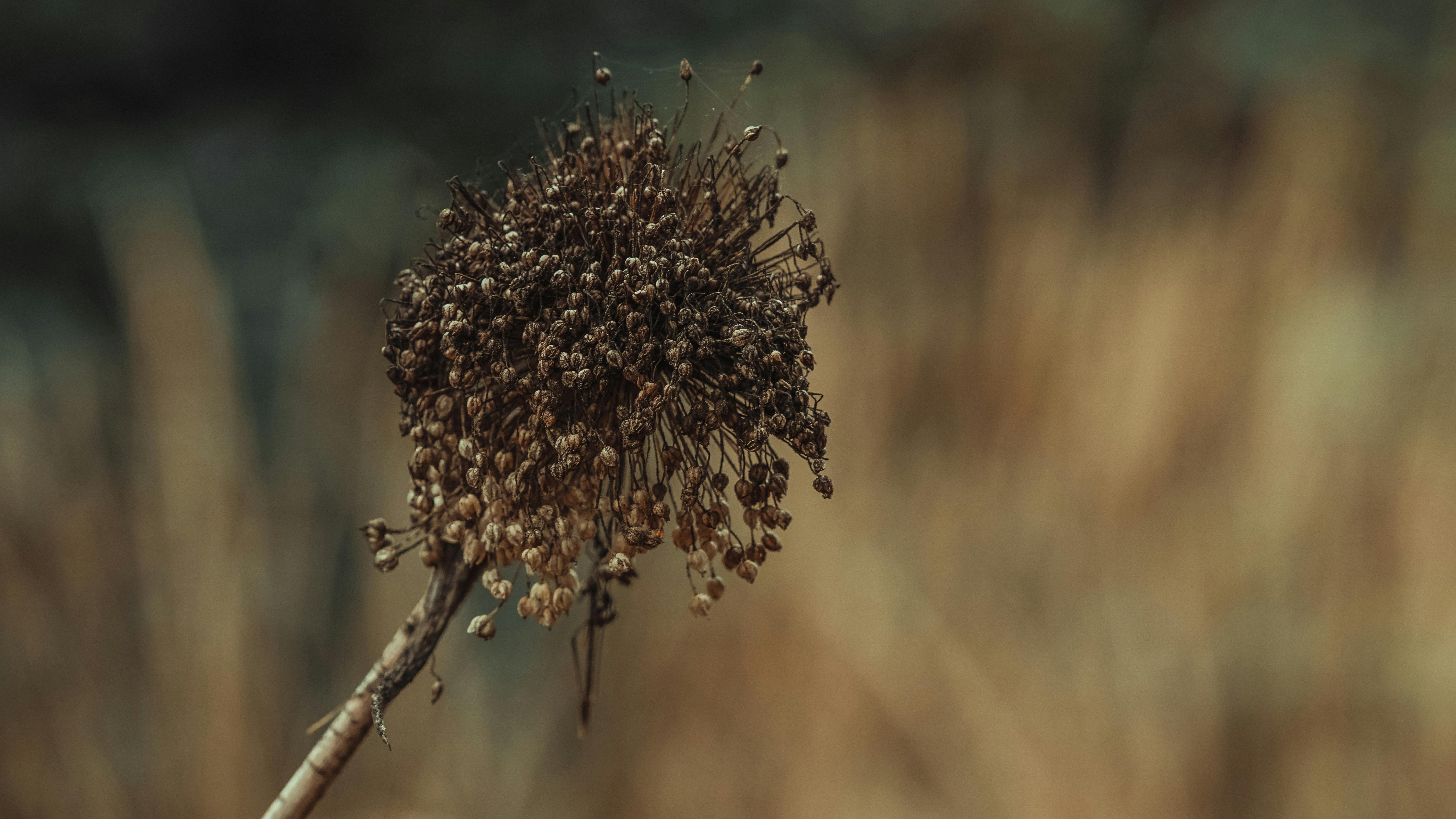 withered allium flower in close up photography