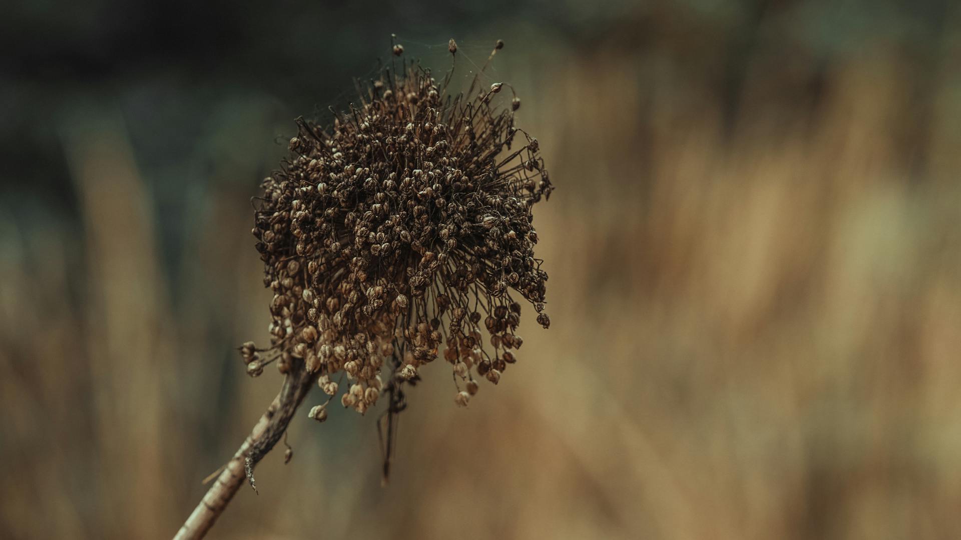 Withered Allium Flower in Close-Up Photography