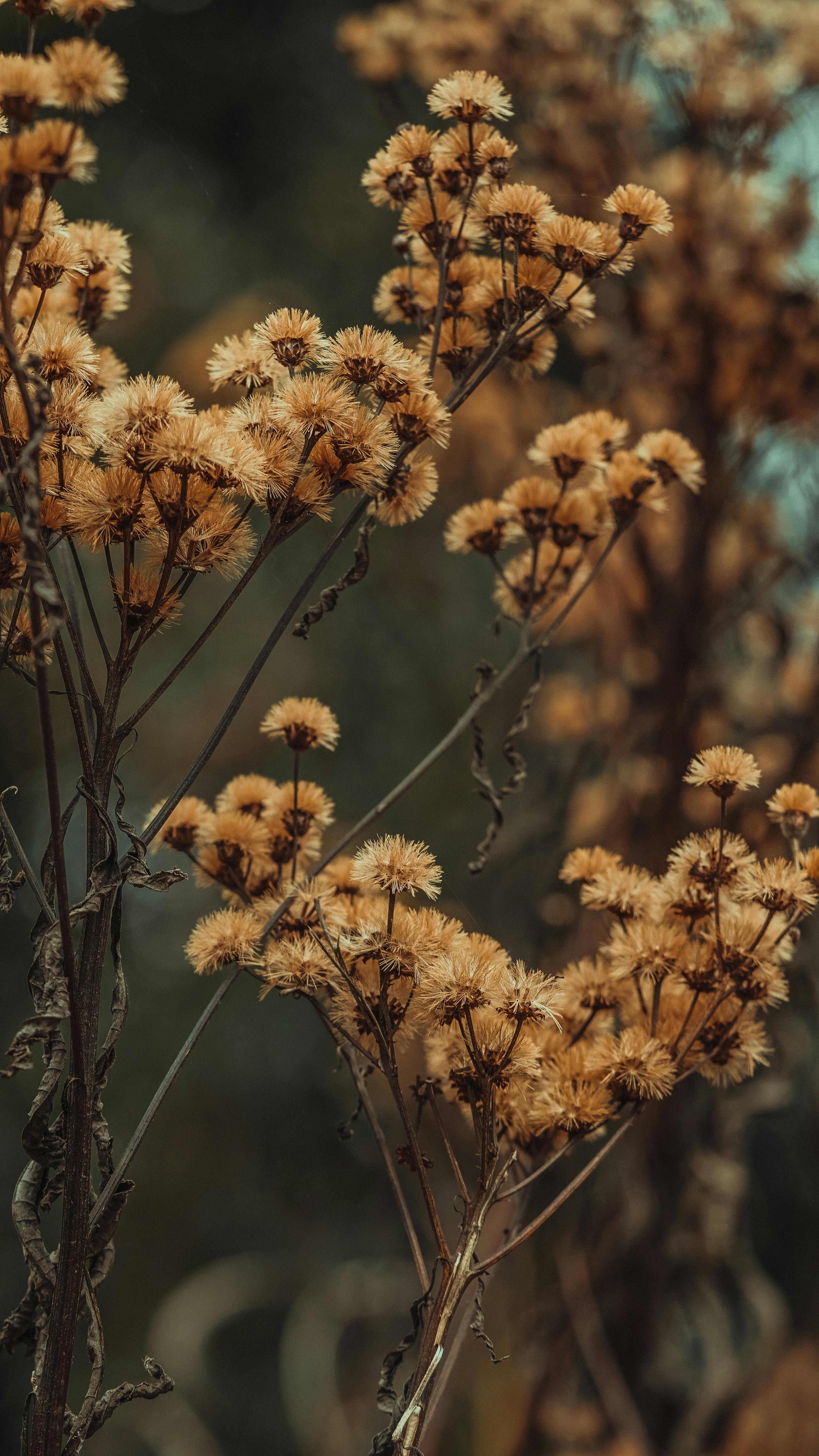 The Secret to Taming Ironweeds: 4-Year Trial Results Revealed