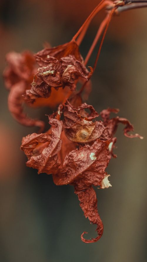 Free A detailed view of dried, withered red leaves hanging from a branch in autumn light. Stock Photo