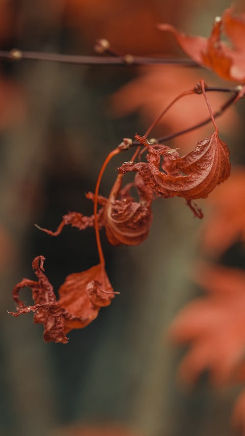 Free Red Dried Leaves in Close-Up Photography Stock Photo