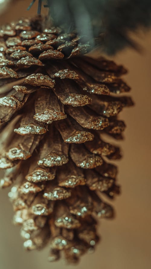 Free Close Up Photo of Pine Cone with Glitters Stock Photo
