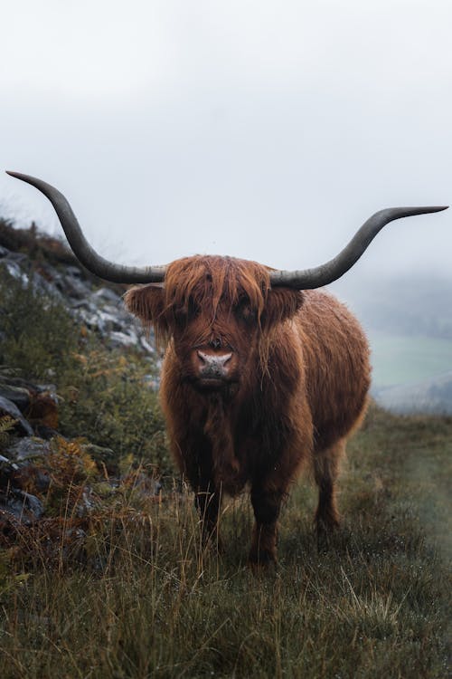 Imagine de stoc gratuită din animal, bovine Highland, ceață