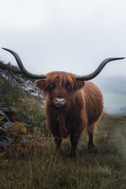 A striking Highland cattle standing amid foggy Scottish highlands, exuding wild charm.