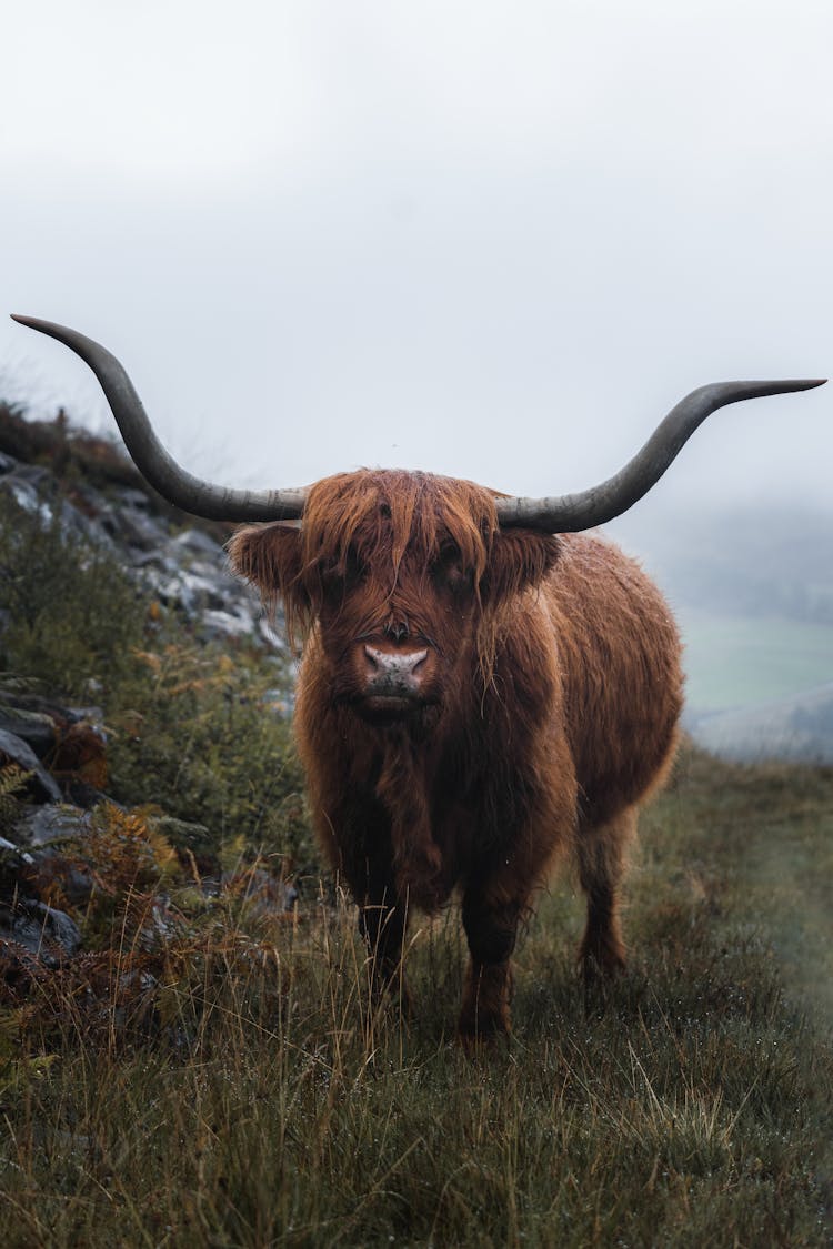 Scottish Highland Cattle