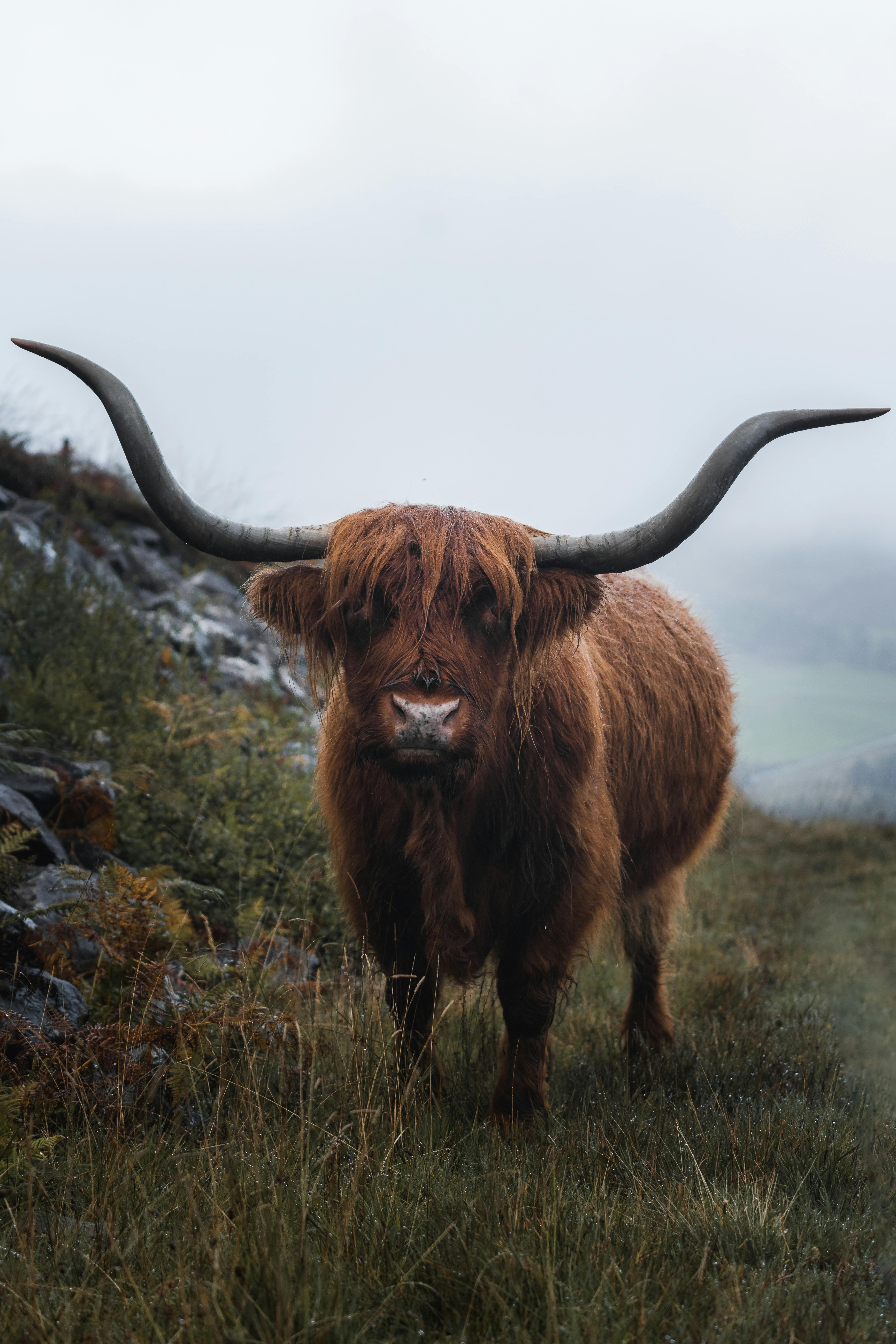 Highland Cattle Photos, Download The BEST Free Highland Cattle Stock ...