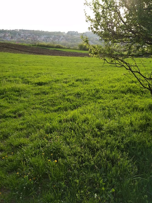 Free stock photo of field, green field, tree