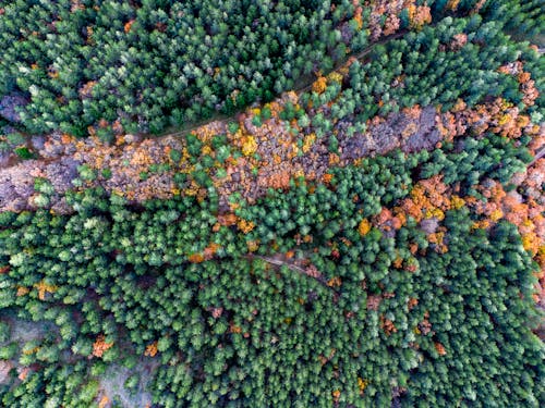 Základová fotografie zdarma na téma les, letecká fotografie, pohled shora