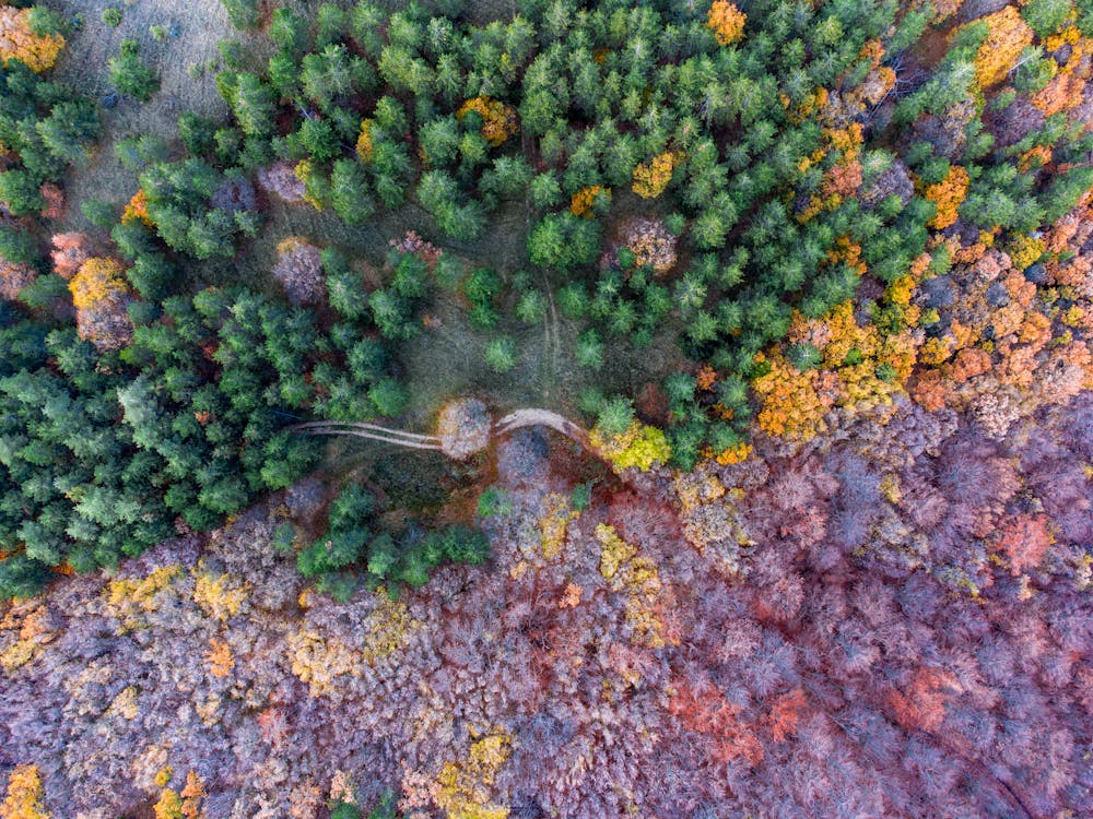 Бесплатное стоковое фото с Аэрофотосъемка, вид сверху, деревья