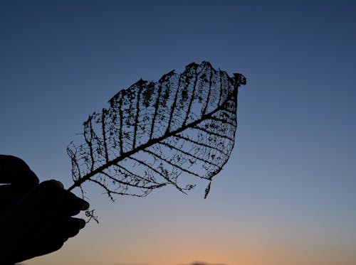 Silhouette of Dry Leaf