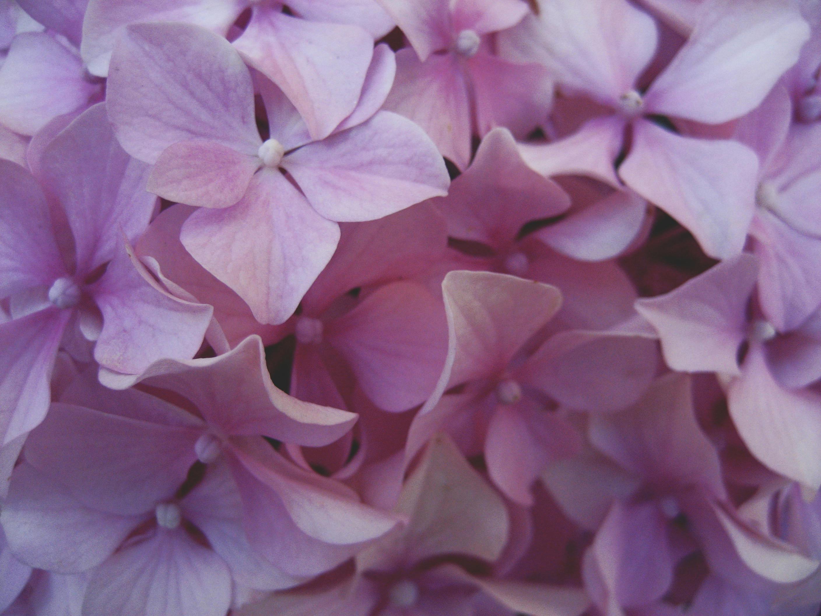 Free stock photo of flower, petals, purple