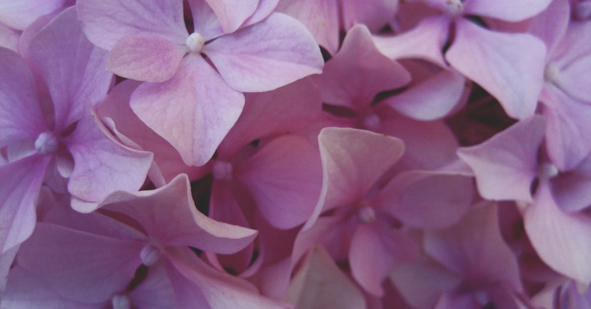 Free stock photo of flower, petals, purple