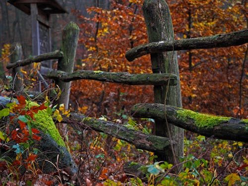 Free stock photo of autumn, fence, leaves