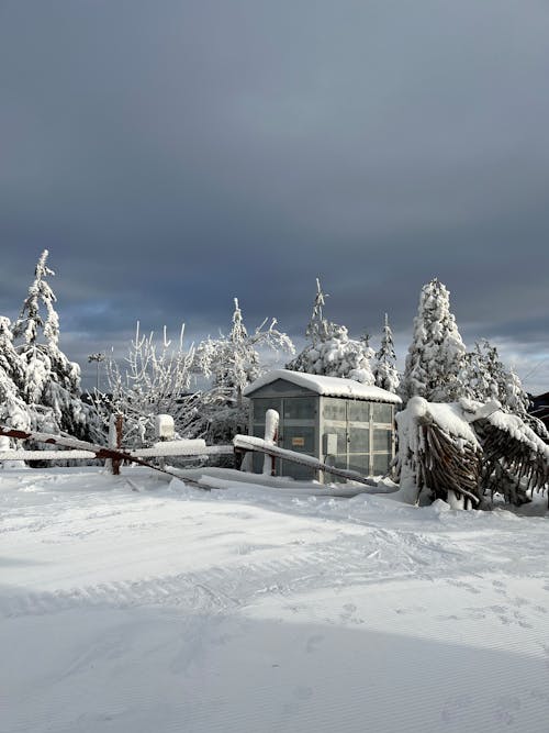 A House and Trees Covered with Snow