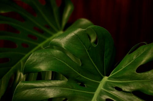 Ilmainen kuvapankkikuva tunnisteilla kasvi, kasvu, keskittyminen Kuvapankkikuva