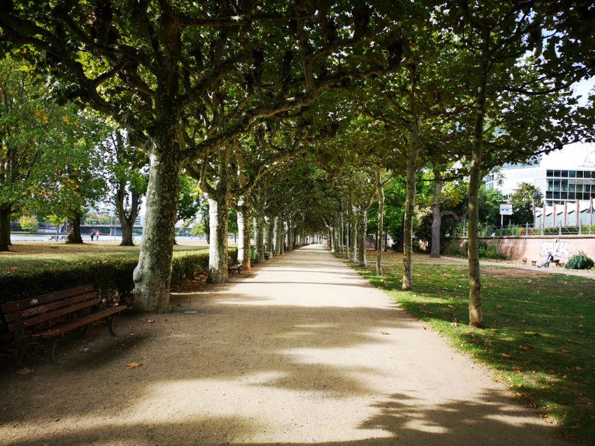 tree-lined walking path