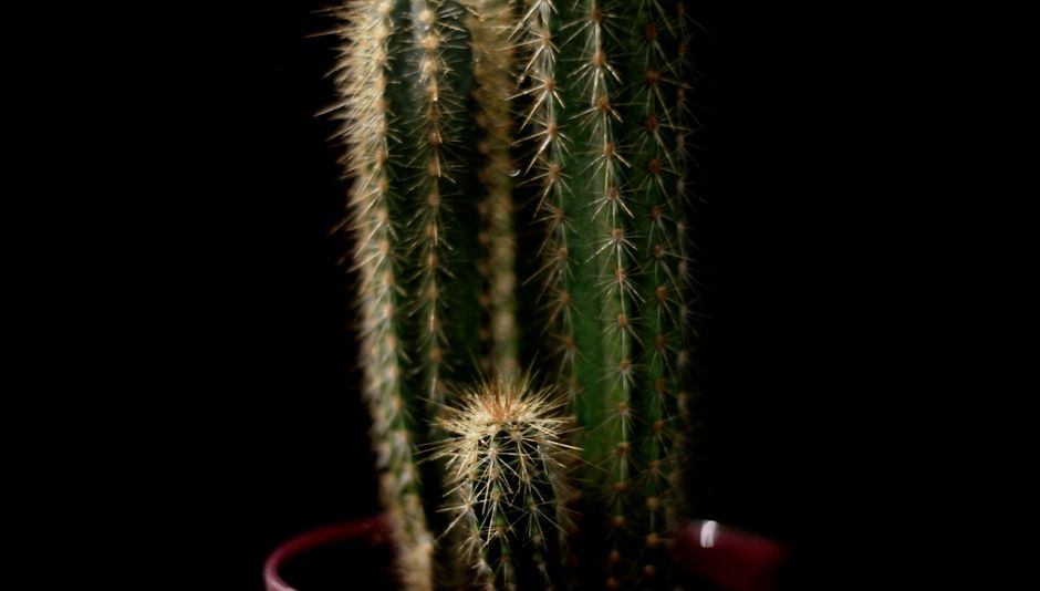 Detailed close-up of a spiky green cactus on a black background, showing texture and detail.