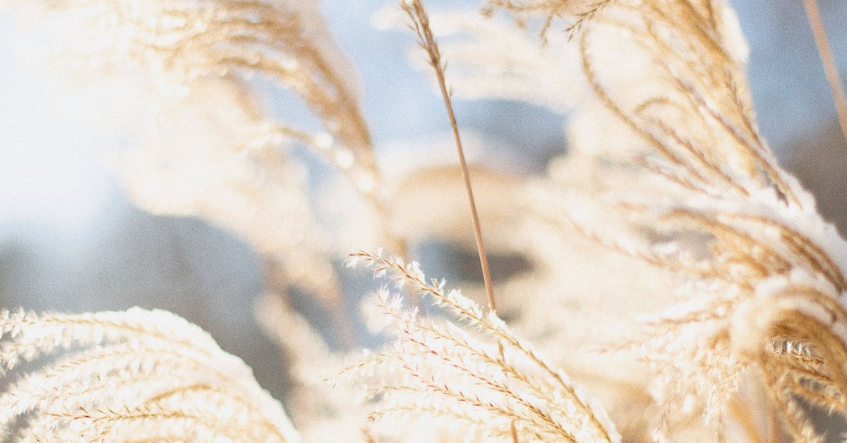 Close-Up of Dried Reeds · Free Stock Photo