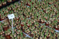 Green and Brown Vegetable in White Box