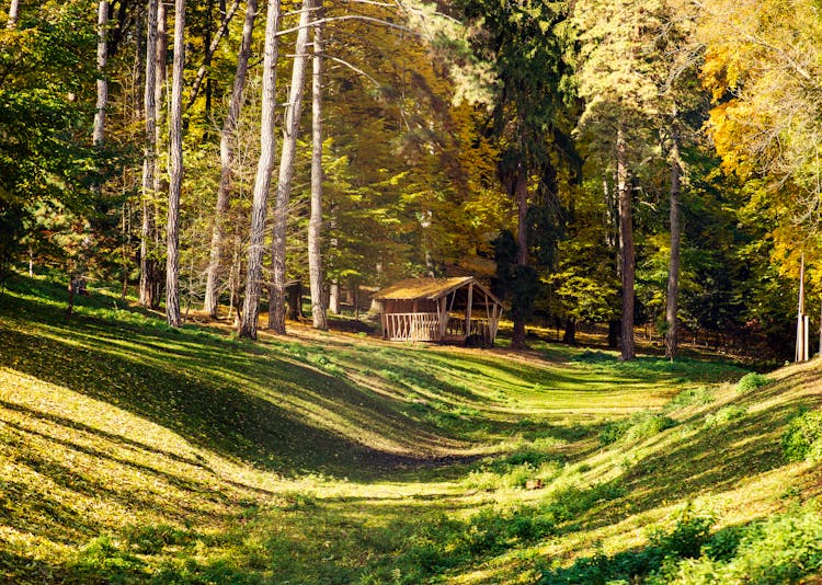 Brown Wooden Gazebo On Forest Park