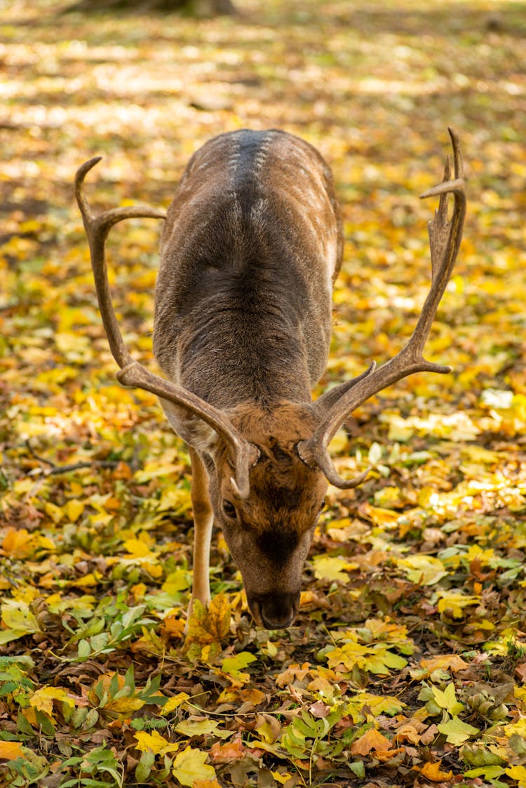 Brown Deer Eating Yellow Leaves