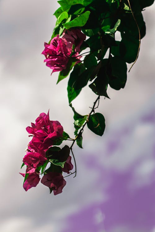 Free stock photo of flowers, purpleflower, sky