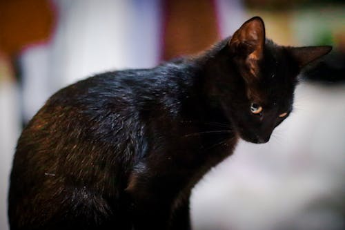 Free stock photo of black cat, cat lovers, cute cat
