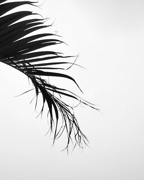 Grayscale Photo of Palm Leaf