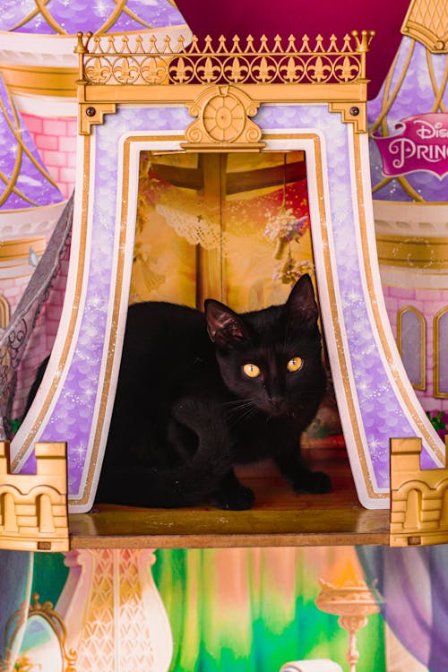Free stock photo of black cat, princess