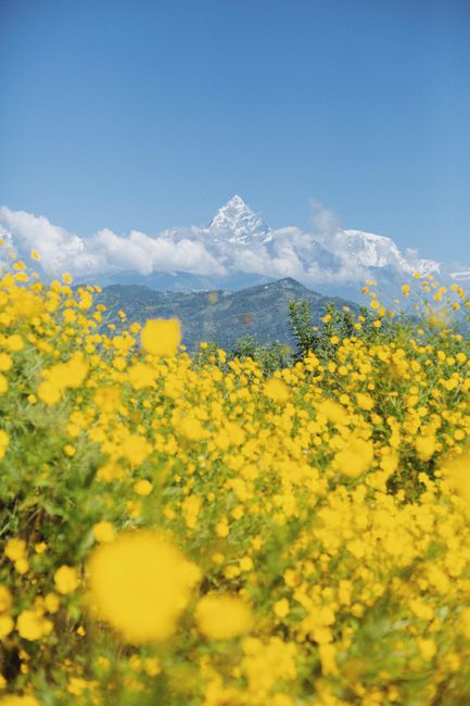 Vibrant yellow flowers with the Himalayas in the background on a sunny day in Nepal.