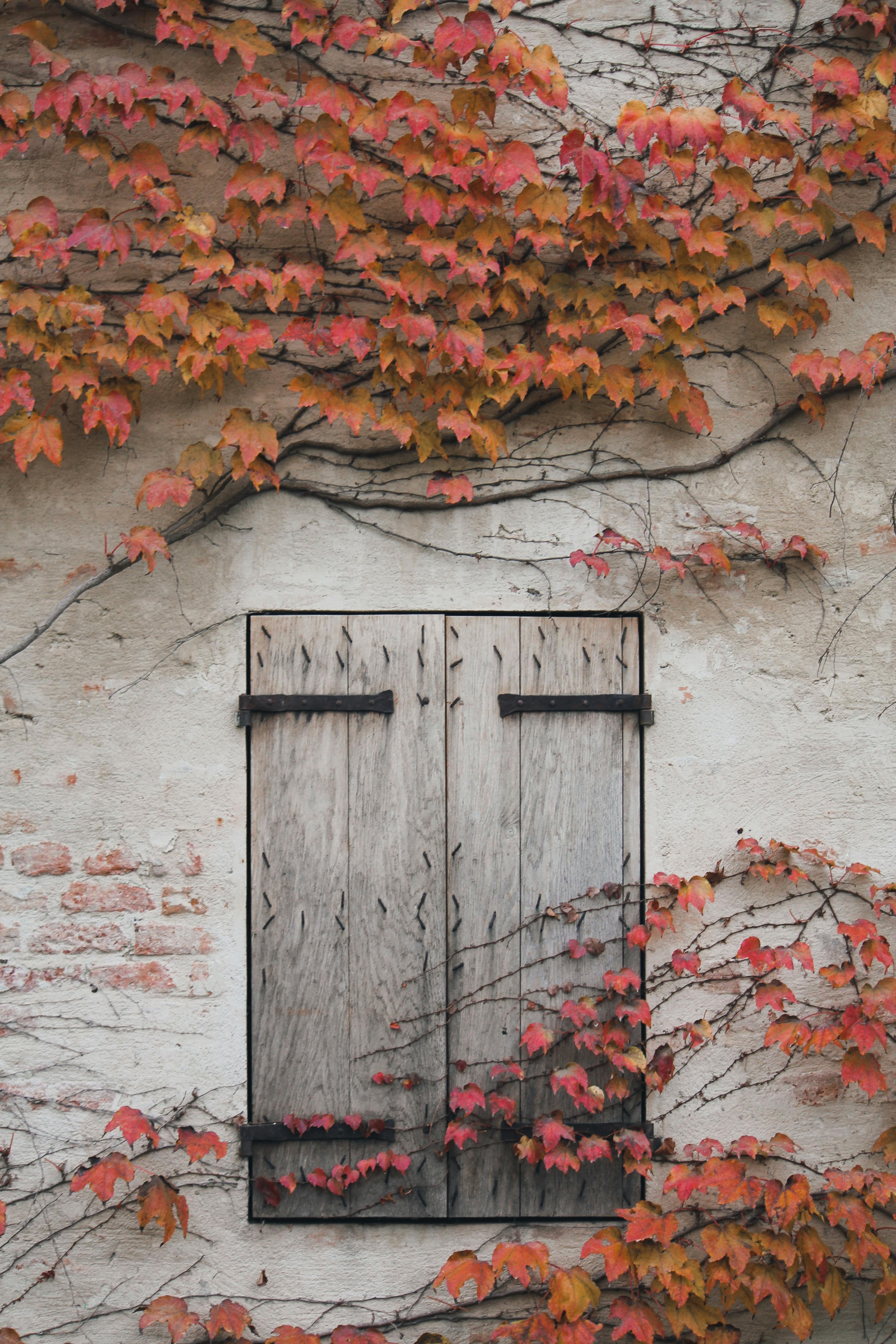 Wooden shutters on a rustic wall covered with autumn vines creating a warm, seasonal ambiance.