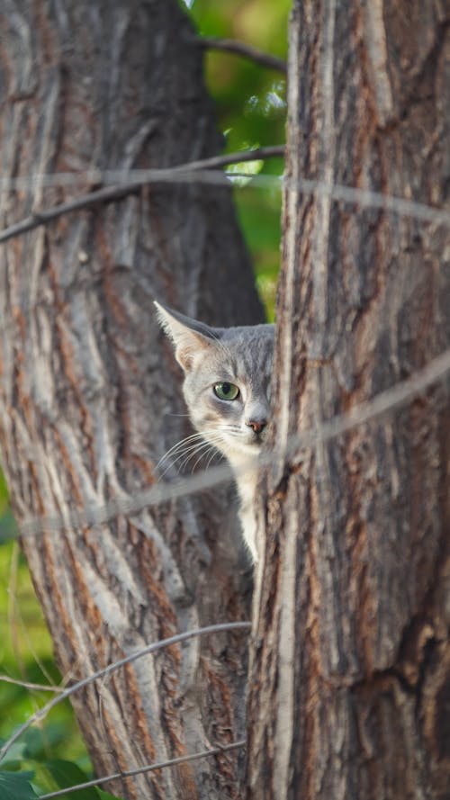 Gray Tabby Cat on Tree Trunk