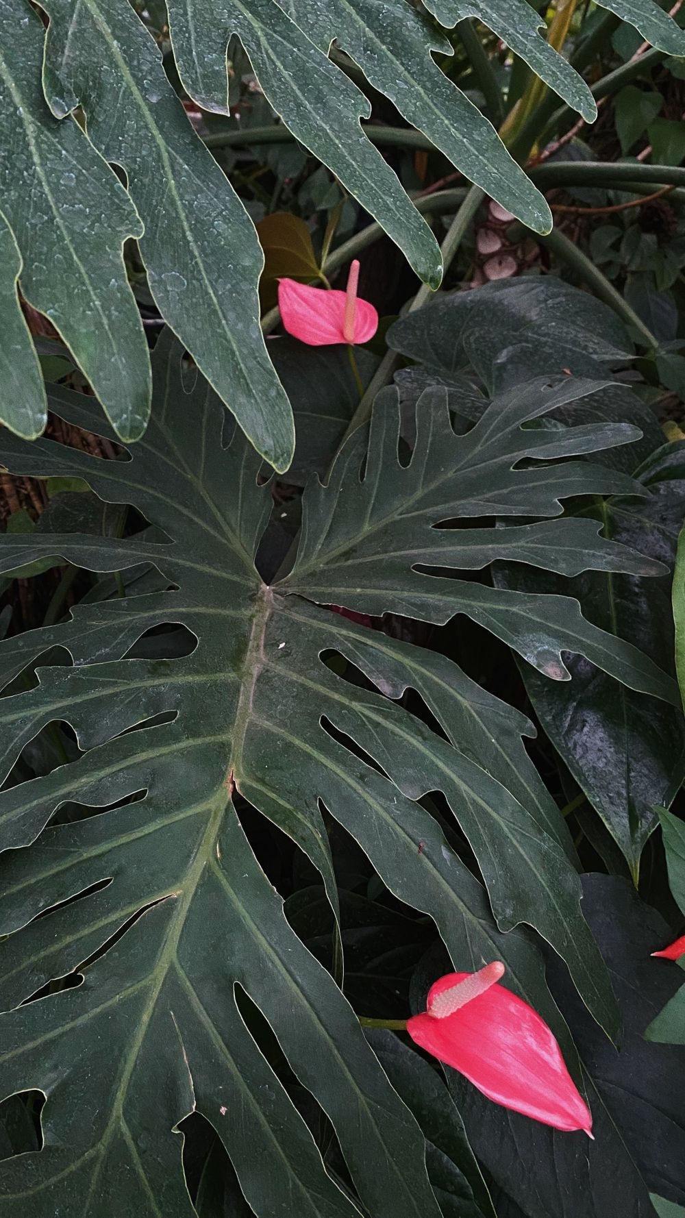 Composition florale Couleur Vive, univers exotique