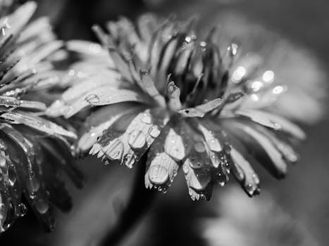 Elegant macro shot of dewy flower petals in black and white, showcasing nature's delicate beauty.