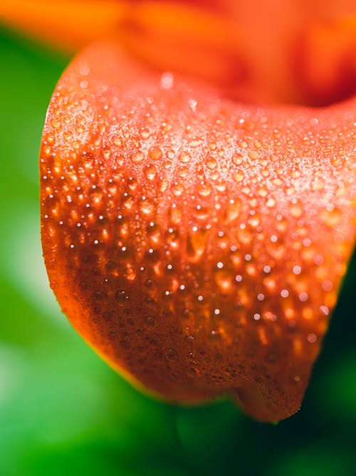 Fotobanka s bezplatnými fotkami na tému flóra, kvety, lupeň