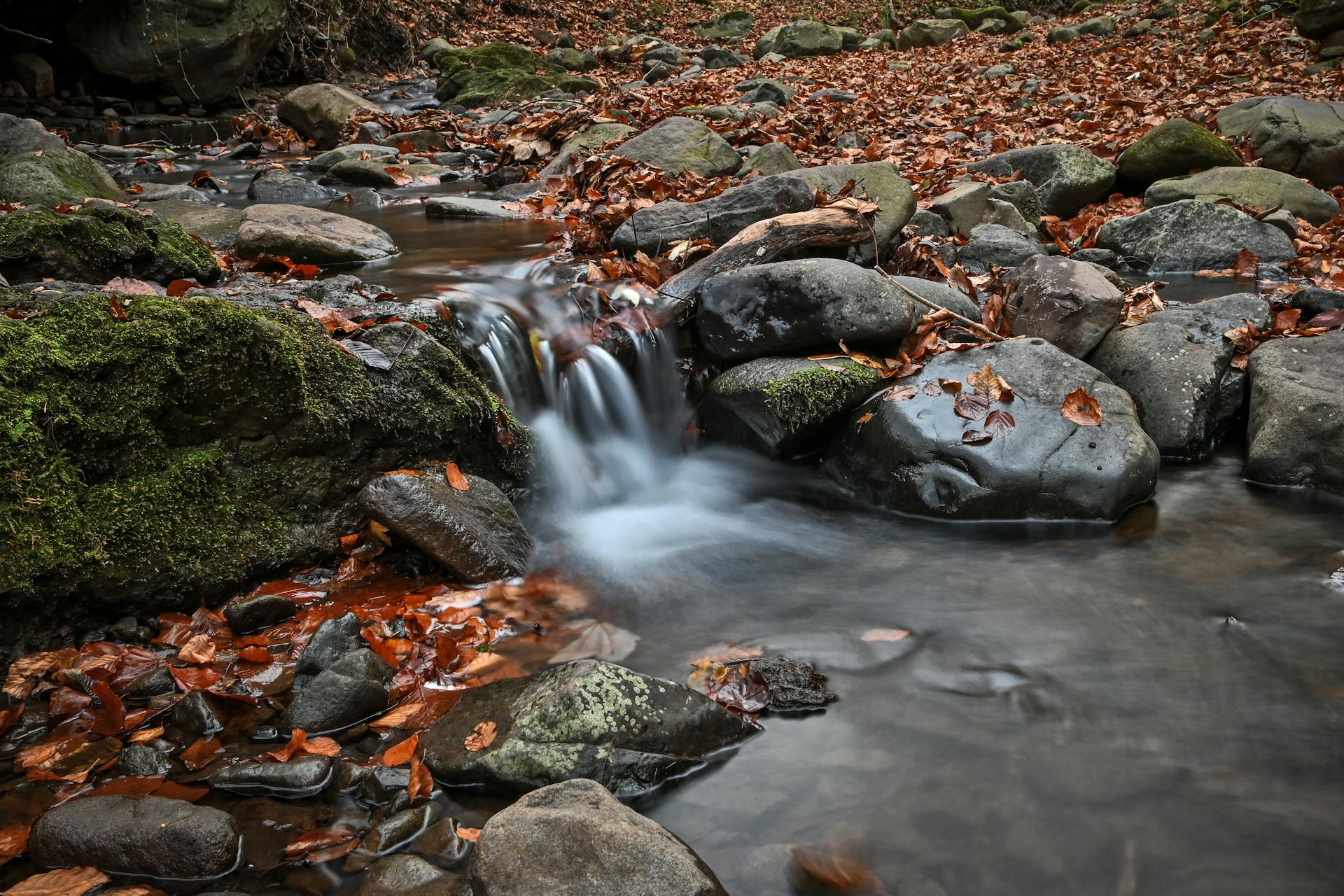 Autumn leaves surround a tranquil brook with mossy rocks and gentle water flow.