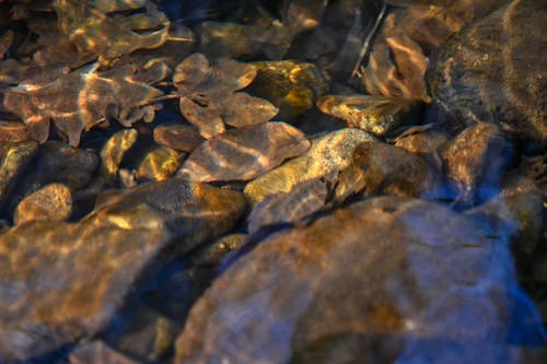 Kostnadsfri bild av @utomhus, babbling brook, bäck